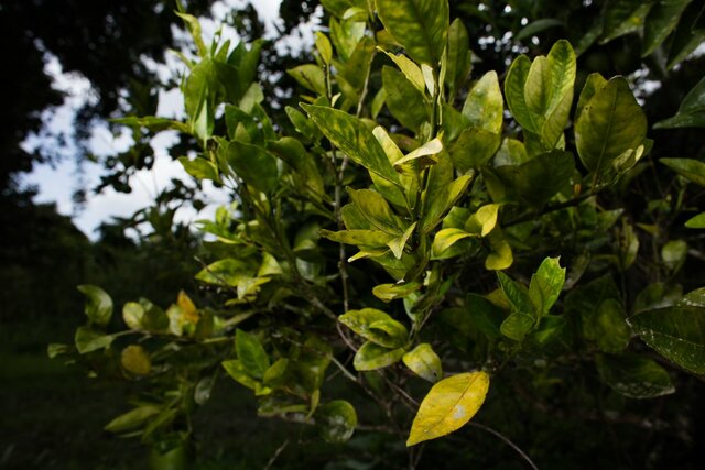 crecimiento de un tallo