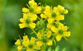 por fin crece despues de un proceso largo y seguro