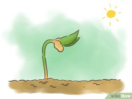 recolección de el fruto