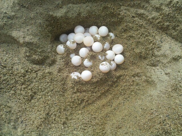 Turtle Eggs