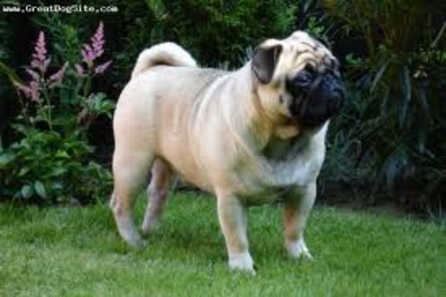 the doggy is getting fatter. XD