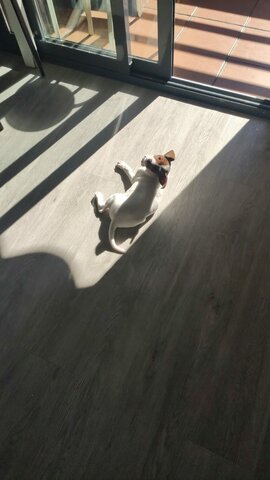 Em van donar a la meva gossa