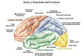 Localización de Funciones Cerebrales