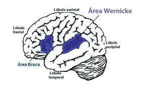 Estudio de la Afasia