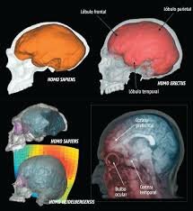 Homo heildelbergensis