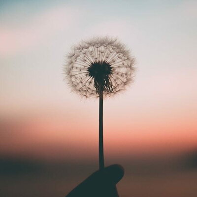 Timeline: Life of Sally McMuffin