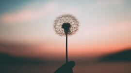 Timeline: Life of Sally McMuffin