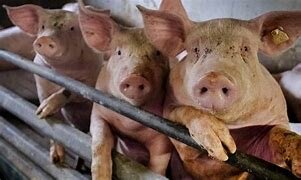 Psicosis de la gripe europea va a abrir investigación