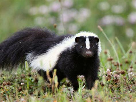 Skunk Attack