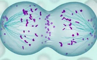 Es demostra que les cèl·lules s’originen únicament d’altres preexistents