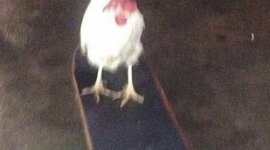 Timeline: Cronología de Proyectos artísticos