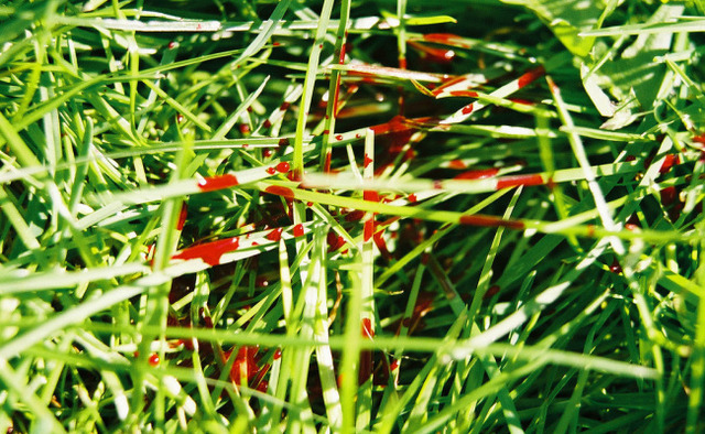 White Fangs protects masters child