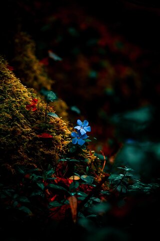 ONU DESARROLLO SOSTENIBLE