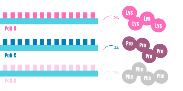 Marshall Nirenberg y Har Khorana