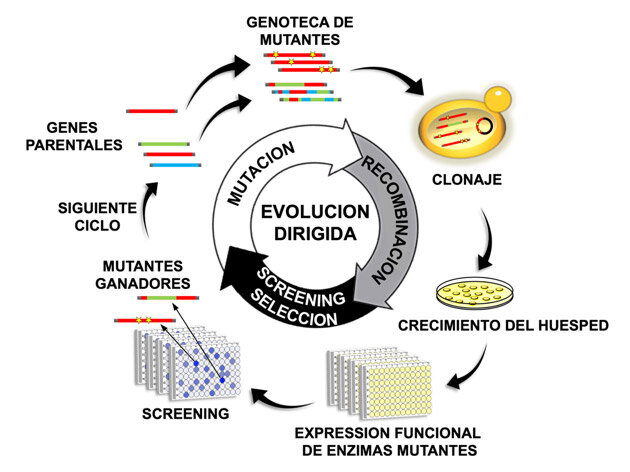 Desarrolló de un método eficiente para identificar proteína