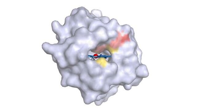 Síntesis de proteínas capaces de catalizar enlaces entre carbono y silicio