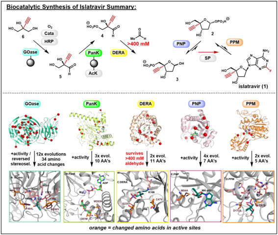 Cascada de nueve enzimas