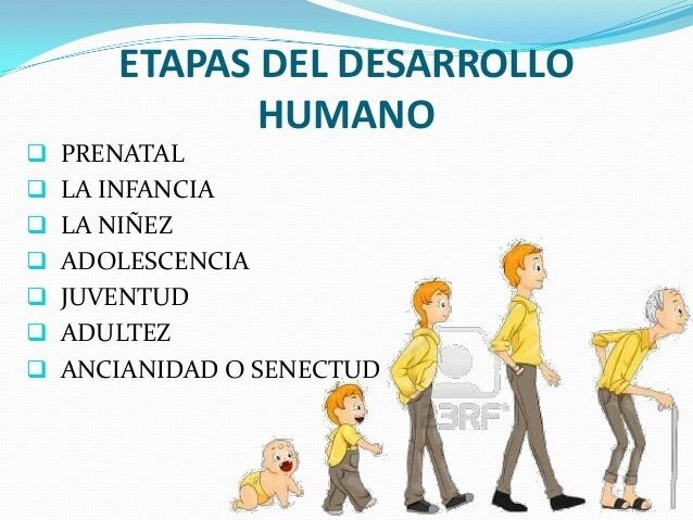 ETAPAS DEL DESARROLLO HUMANO