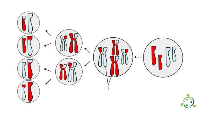 Descobriment de la meiosi