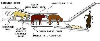 Animal Welfare