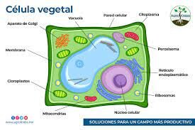 NÚCLEO DE UNA CÉLULA VEGETAL