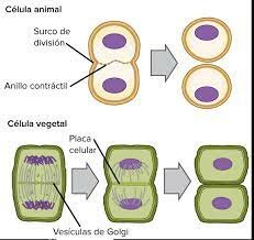 REPRODUCCIÓN CELULAR VEGETAL