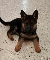 responsibility - when I got my dog