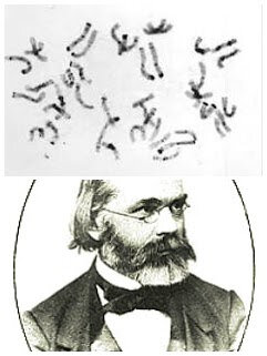 Descobriment dels cromosomes.