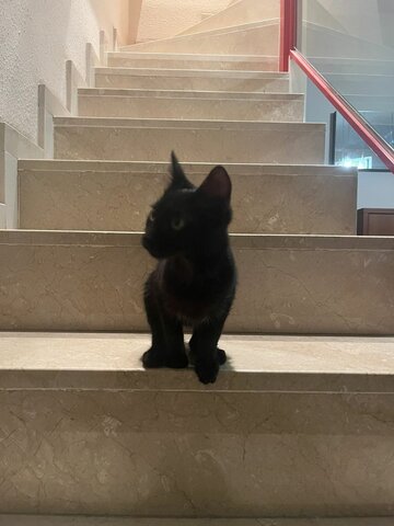 Adoptem un gat abandonat