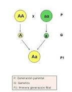 1865 Lleis de Mendel
