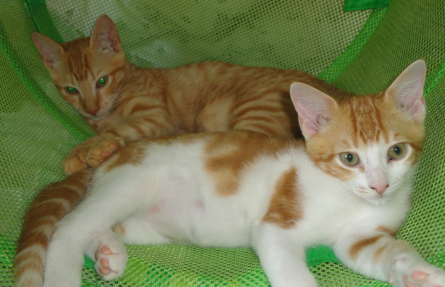 El meu gat entra a la meva vida