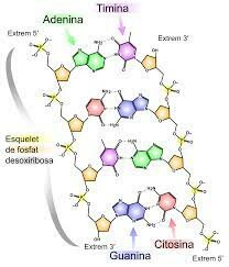 1952 Descobriment de l'estructura de l'ADN