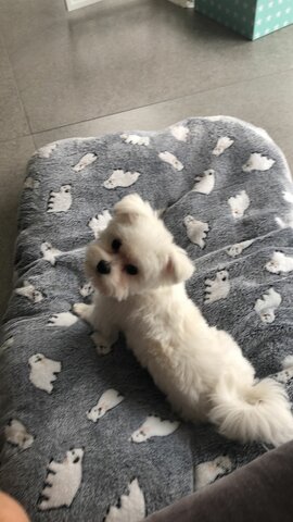 Vam adoptar a un gos