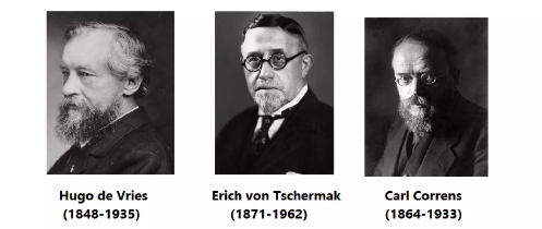 Redescobriment de les lleis de Mandel