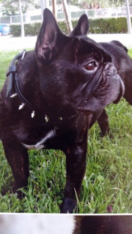 MOR LA MEVA PRIMERA MASCOTA