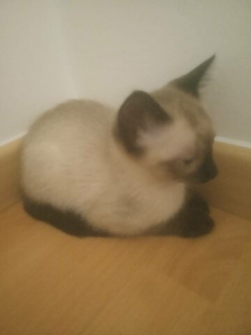 El dia que vam entir en Flow