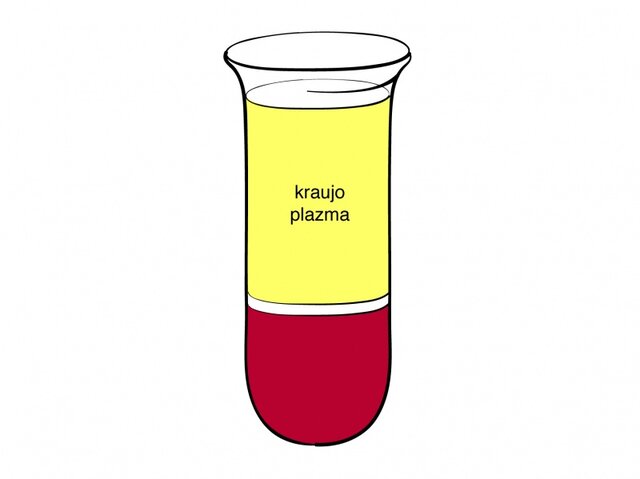 Kraujo plazma