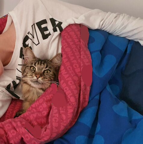 Començo a tenir una conexió especial amb la meva gata