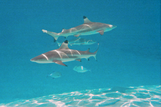 chapter 13 diva of deception