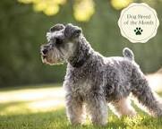 First pet is a dog "Lady"