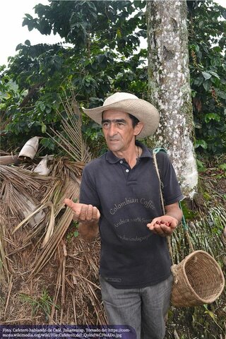 Importancia del café