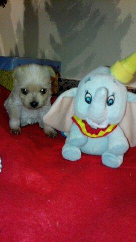 ADOPCIÓ DE LA MEVA GOSSA MIA