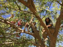 Climbing Trees