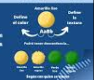 Lleis de Mendel-Tercera