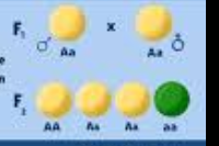 Lleis de Mendel-Segona