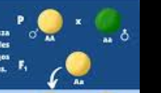 Lleis de Mendel-Primera