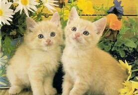 emotional - saved cats