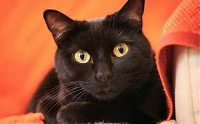 got my first real pet