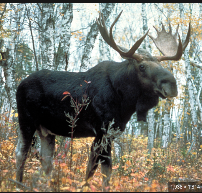 The moose who wanted his territory back