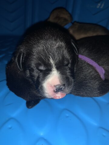 My baby puppies are born!